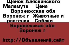 Щенок Аляскинского Маламута  › Цена ­ 20 000 - Воронежская обл., Воронеж г. Животные и растения » Собаки   . Воронежская обл.,Воронеж г.